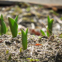 土から芽吹くチューリップの新芽の写真