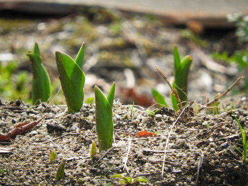 土から芽吹くチューリップの新芽