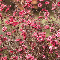 枝に密集して咲く桃色の花、ギョリュウバイの写真