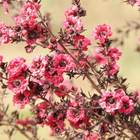 ピンク色に咲くギョリュウバイの花と蕾の写真