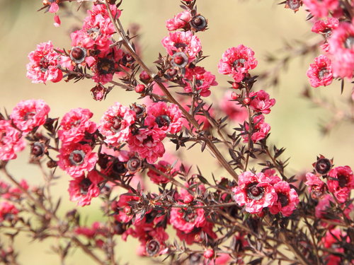 ピンク色に咲くギョリュウバイの花と蕾