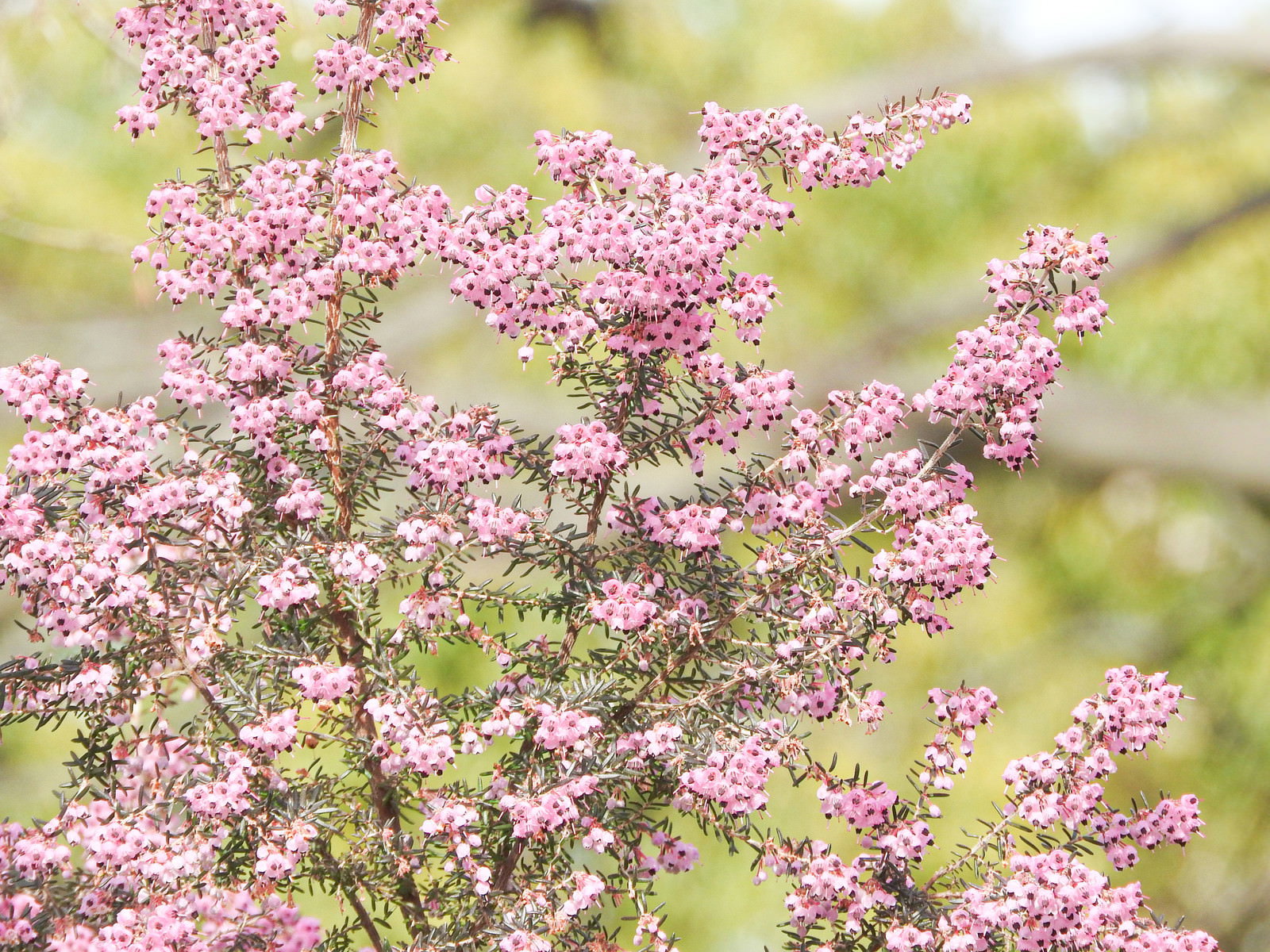 小さなピンク色の花が密集して咲く蛇の目エリカ（ジャノメエリカ）
