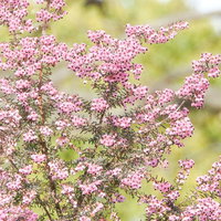 小さなピンク色の花が密集する蛇の目エリカ（ジャノメエリカ）の写真