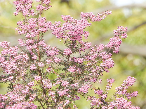 小さなピンク色の花が密集する蛇の目エリカ（ジャノメエリカ）