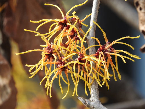 早春に咲く黄色い花、マンサク