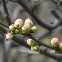 ピンク色と白色の蕾をつける木瓜（ボケ）の枝の写真