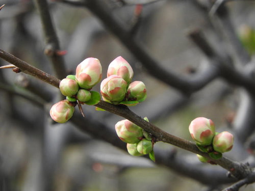ピンク色と白色の蕾をつける木瓜（ボケ）の枝
