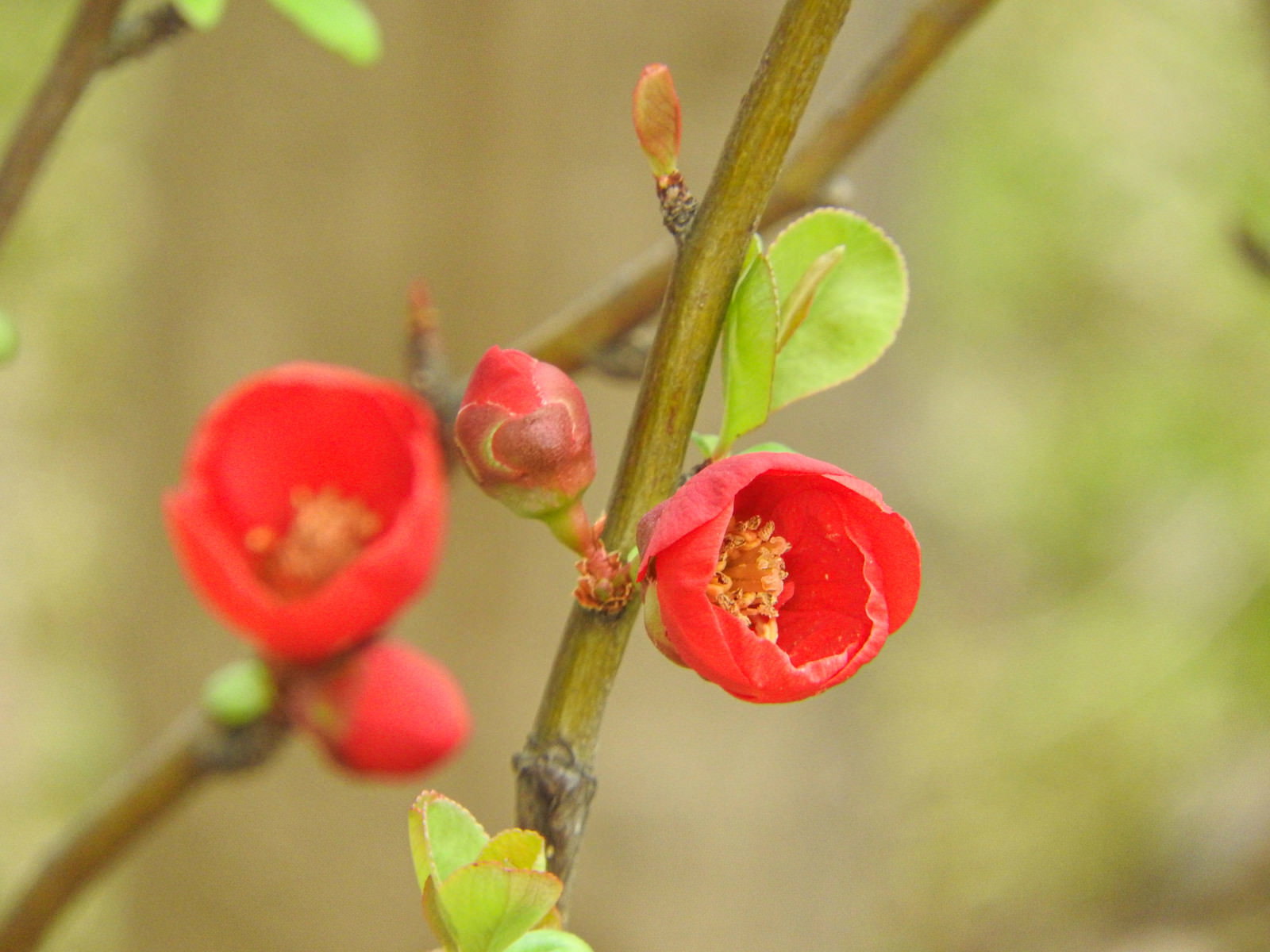 枝に咲く赤い木瓜（ボケ）の花と蕾