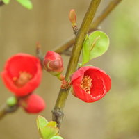木瓜（ボケ）の赤い花と蕾が咲く枝の写真