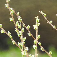 春の樹木に芽吹く新芽と枝の成長風景の写真