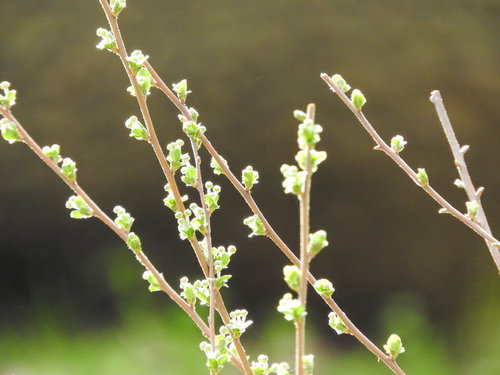春の樹木に芽吹く新芽と枝の成長風景