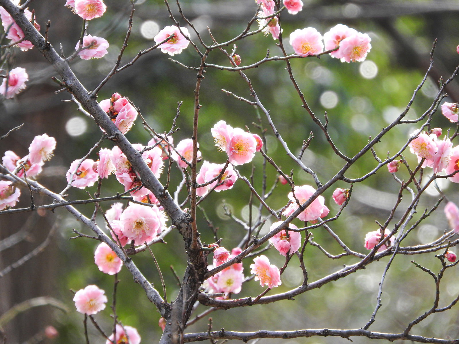 ピンク色の梅の花が枝に咲いている