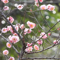 淡いピンク色の梅の花が咲く枝の写真