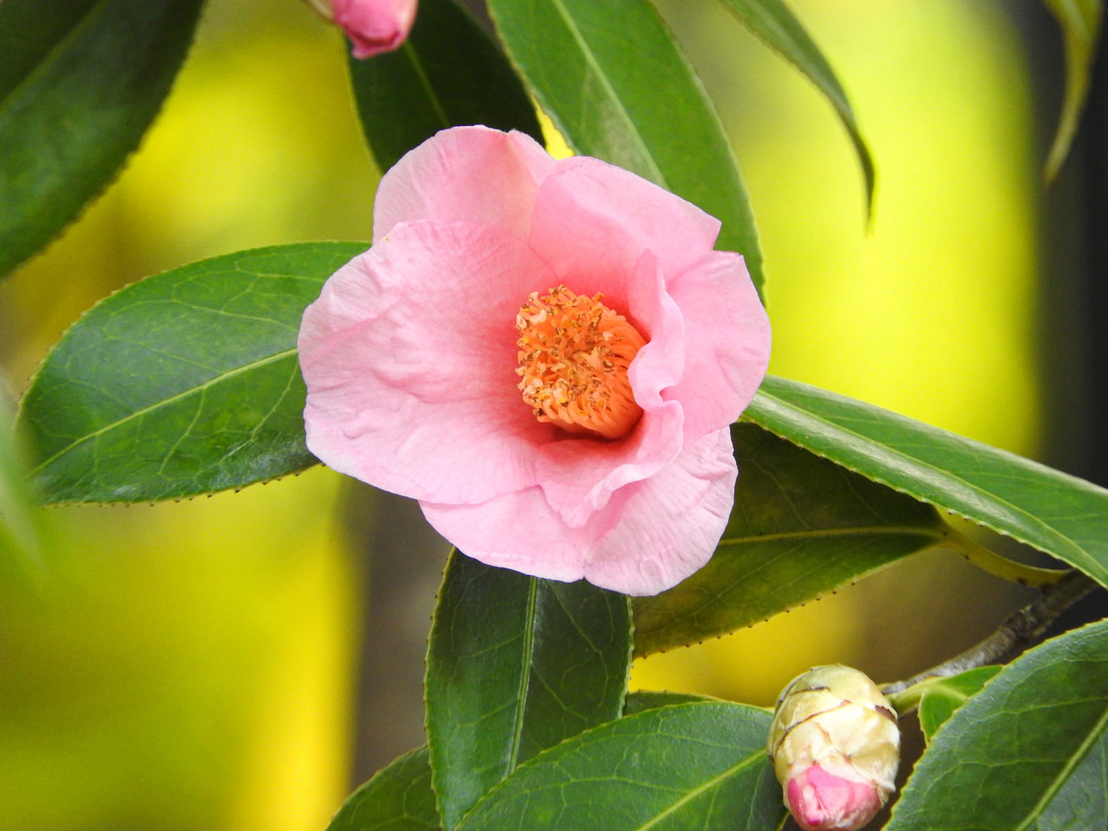 淡いピンク色の椿（太郎冠者）の花が咲いている様子