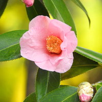 淡いピンク色の椿の花（太郎冠者）の春の季節の写真