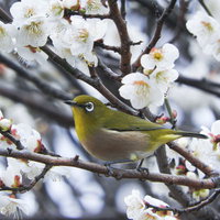 白い梅の花が咲く枝に止まるメジロ（野鳥）の写真