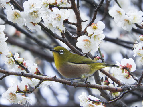 白い梅の花が咲く枝に止まるメジロ（野鳥）