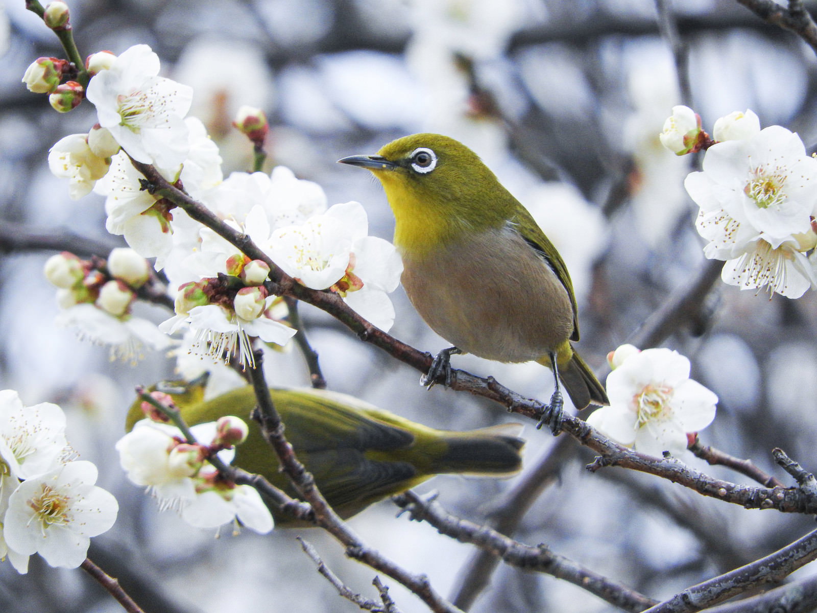 白い梅の花が咲く枝に止まった緑色の小鳥メジロ二羽