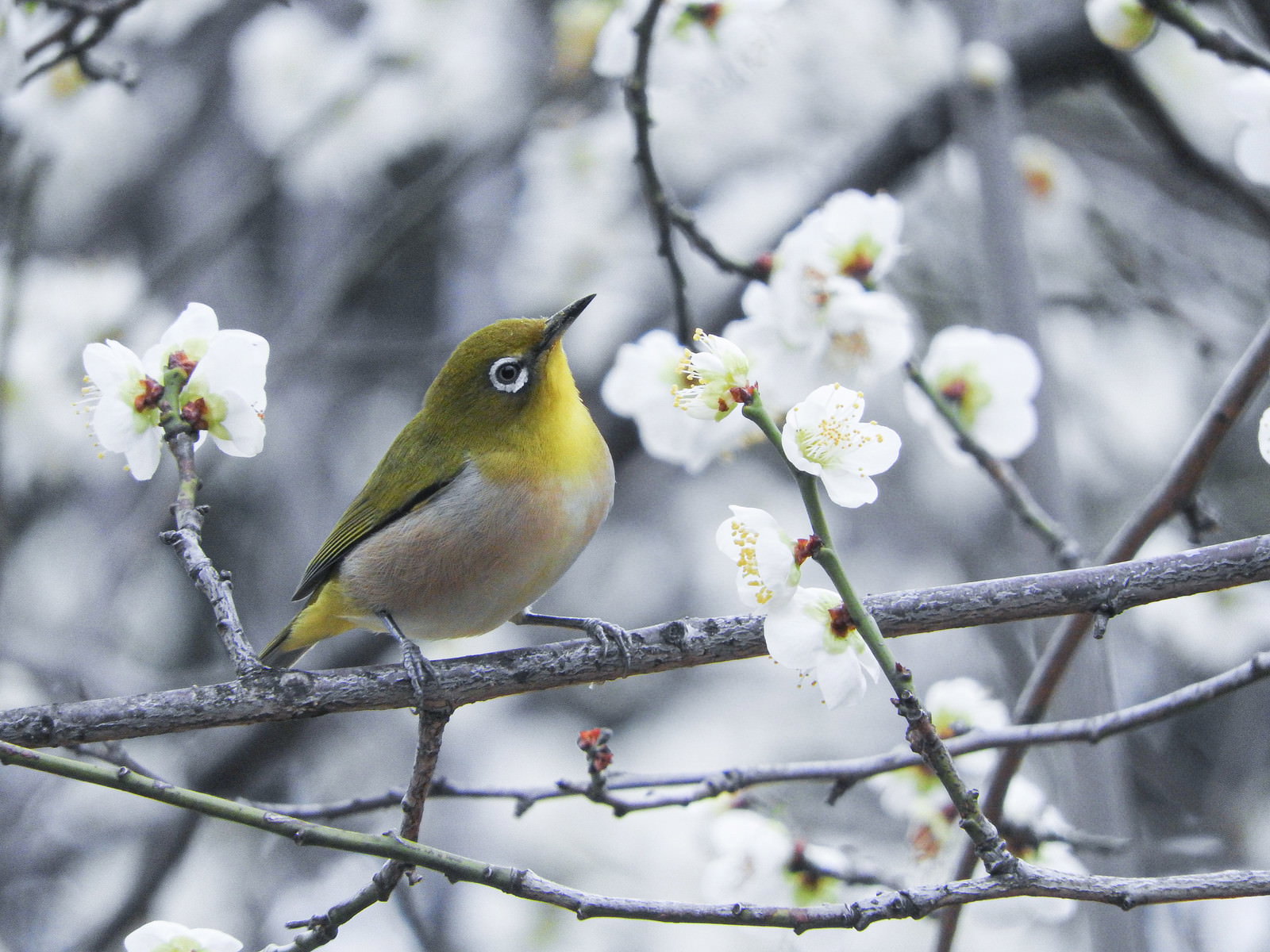 白い梅の花にとまるメジロ｜春の野鳥撮影の写真素材 - フリー素材ぱくたそ