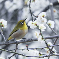 白い梅の花にとまるメジロ｜春の野鳥撮影の写真