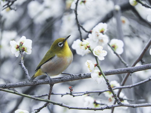 白い梅の花にとまるメジロ｜春の野鳥撮影