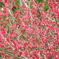 春の庭に満開に咲くピンク色の梅の花の写真