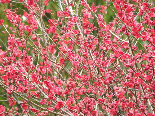 春の庭に満開に咲くピンク色の梅の花
