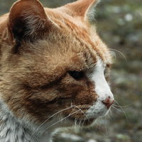 建物の前で佇む野良猫の横顔の写真