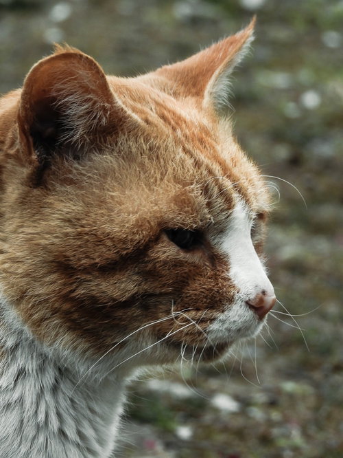 建物の前で佇む野良猫の横顔