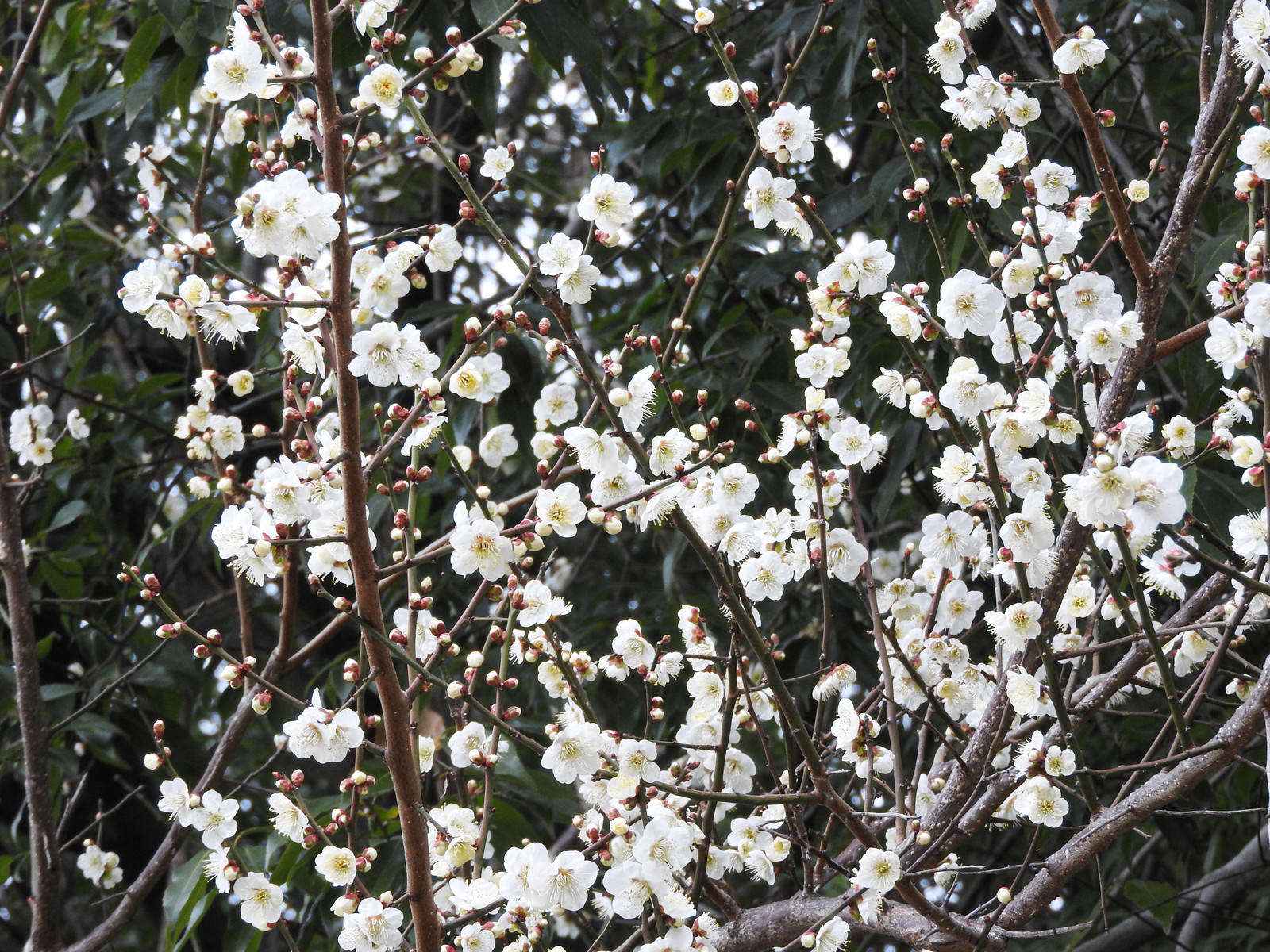 白い小さな花弁が枝に密集して咲く梅の花