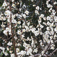開花を始めた白梅の枝：春の早い時期の梅の花弁が密集して咲く様子の写真