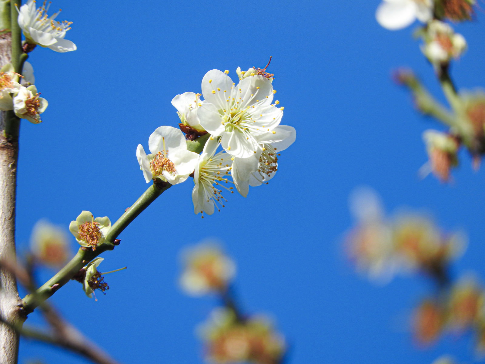 青空を背景に枝に咲く白梅の花