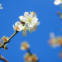 開花した白梅と青い空 春の季節を彩る自然風景の写真