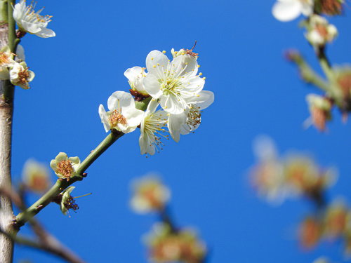 開花した白梅と青い空 春の季節を彩る自然風景