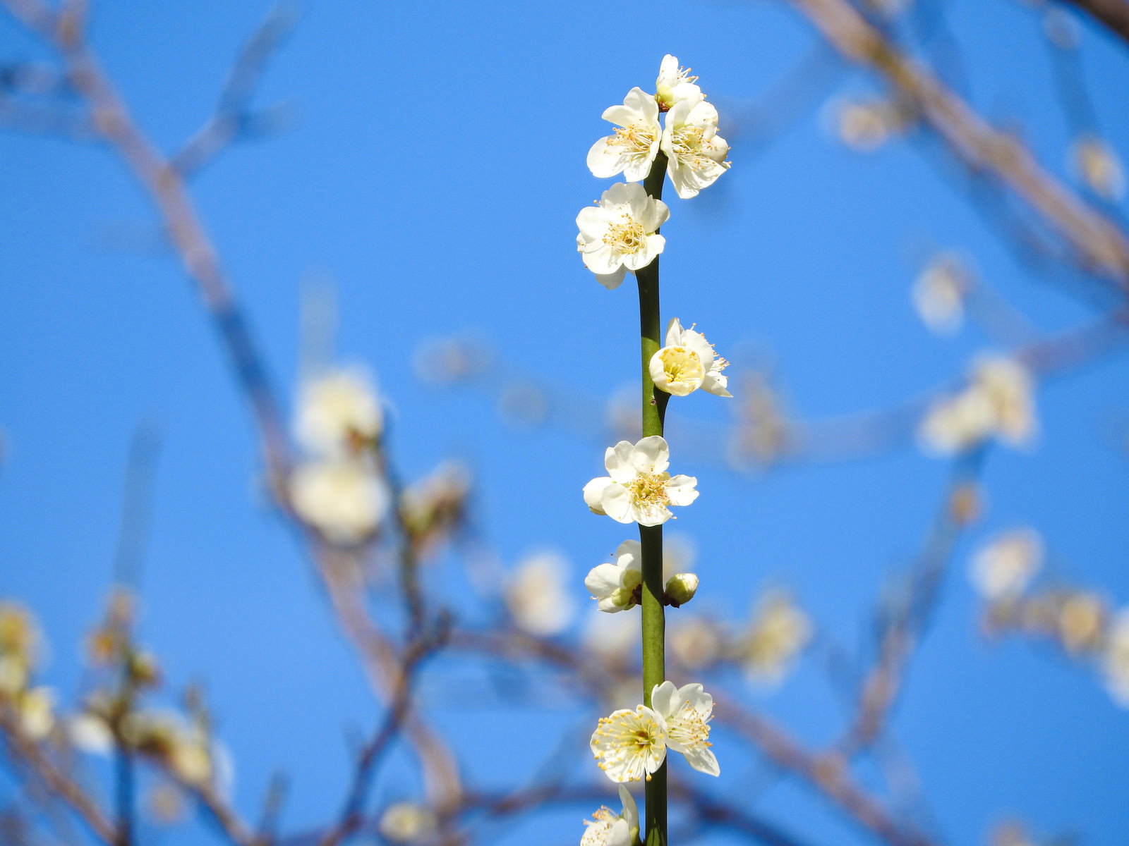 青空を背景に咲く白い梅の花と蕾が写った春の風景