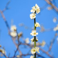 青空に咲く開花した白梅と蕾の写真