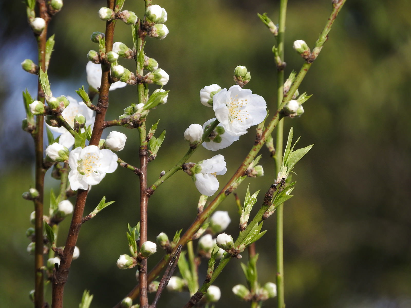 白とピンクの花を咲かせたハナモモの枝