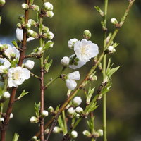 白とピンクの花弁が満開のハナモモの写真