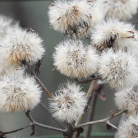 綿毛の付いたツワブキの種の写真