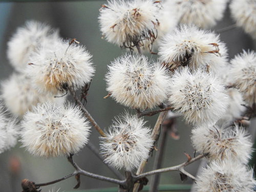 白い綿毛に包まれたツワブキの種の接写