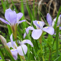 野に咲く紫色のカンザキアヤメの花と緑の葉の写真