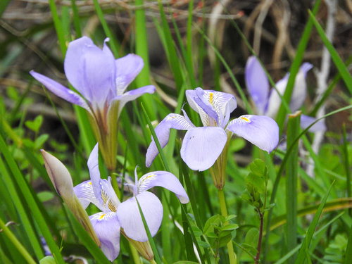 野に咲く紫色のカンザキアヤメの花と緑の葉