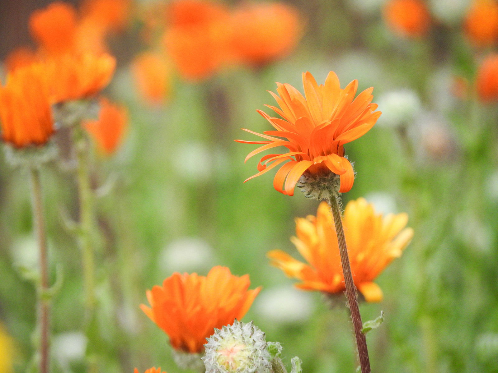 野原に咲く鮮やかなオレンジ色のキンセンカの花