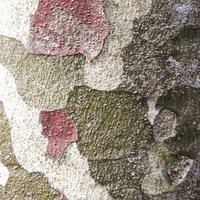 赤茶色と緑がかったシロマツの樹皮テクスチャーの写真