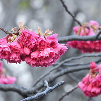 開花を待つ緋寒桜の濃いピンク色の花弁と蕾の写真