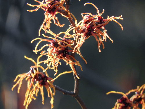 早春に枝に密集して咲くマンサクの黄色とオレンジの花