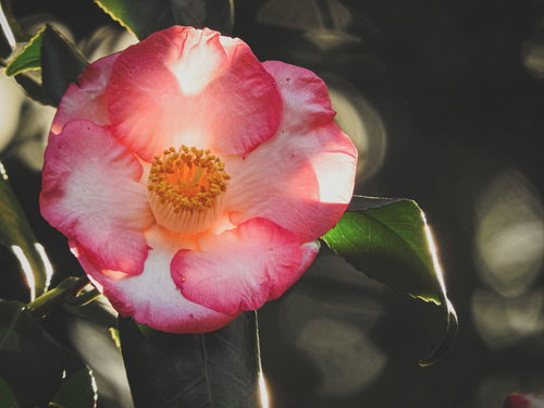 ピンクと白のグラデーションの八重咲きの椿