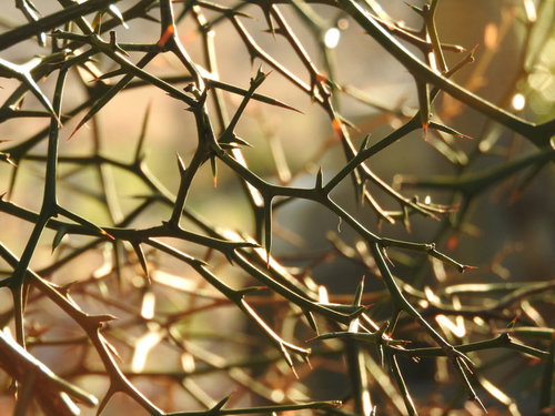 夕日に染まるカラタチの棘、逆光で輝く庭木