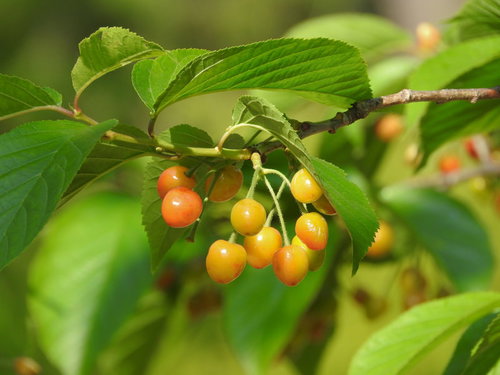 枝に実った赤く熟したサクランボの果実