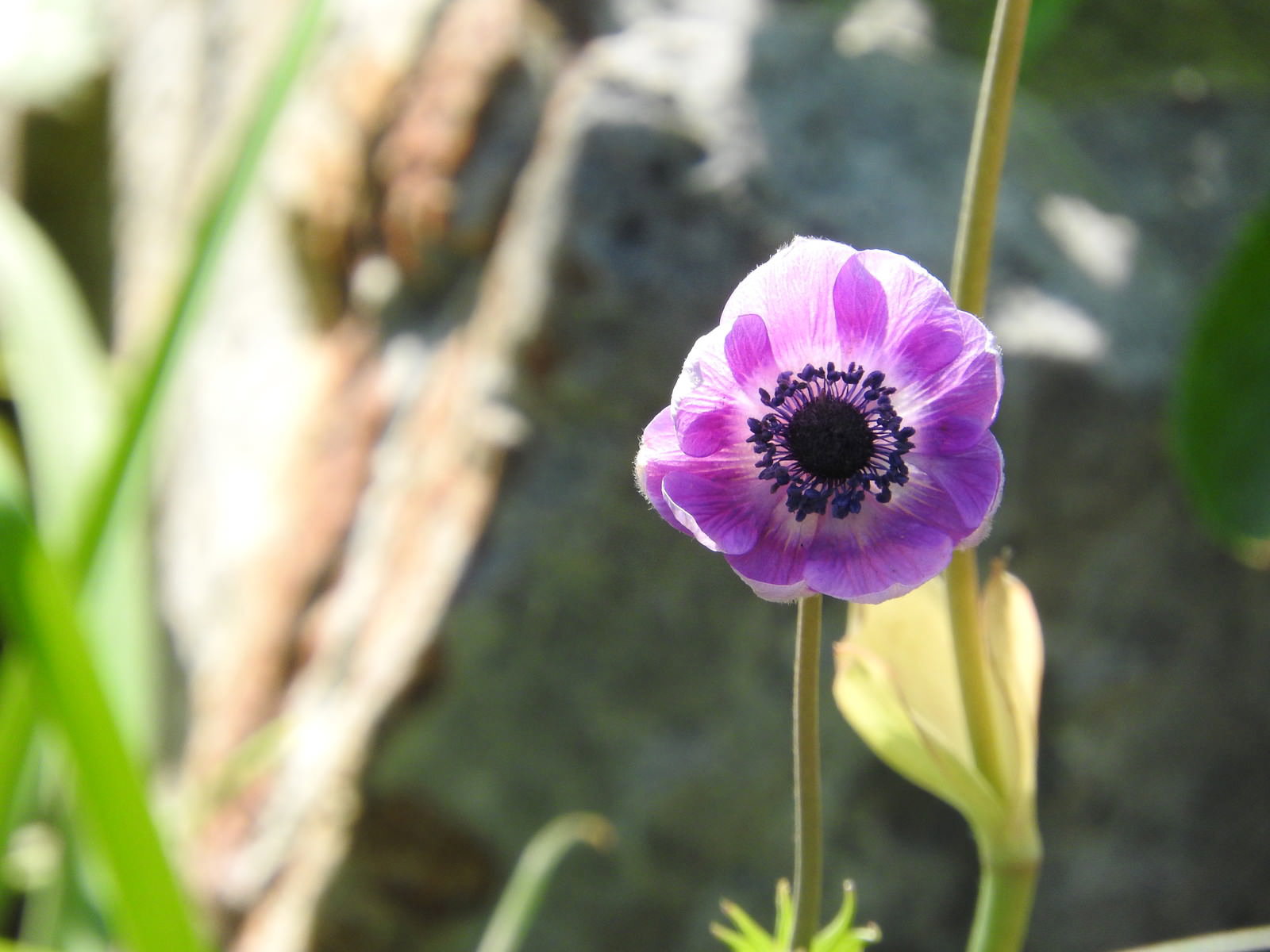 紫色の花びらと黒い花芯が美しいアネモネの花